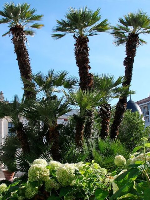 Arcachon (commune de Port de Plaisance)