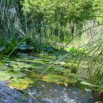 Sillery (commune de Port de Sillery)