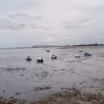 Port de Rivedoux, Rivedoux